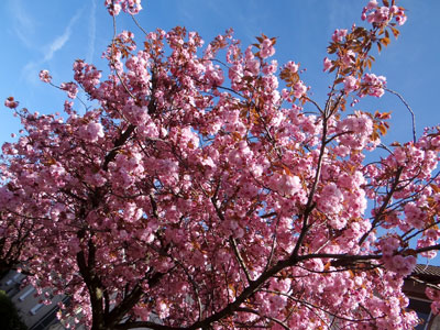 filmische Impression & city walk more than cherry blossoms